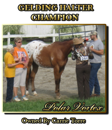 Gelding Halter Champion