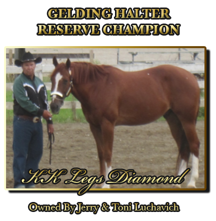 Gelding Halter Reserve Champion