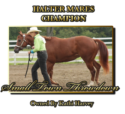 Gelding Halter Champion