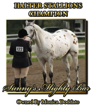 Stallion Halter Champion