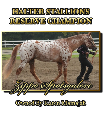 Stallion Halter Reserve Champion