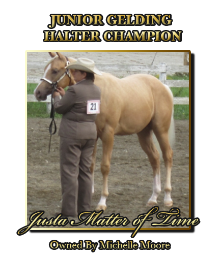 Junior Gelding Champion