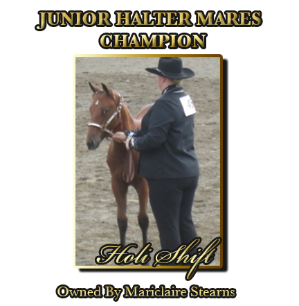 Junior Gelding Champion