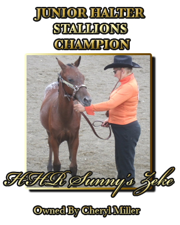 Junior Stallion Champion