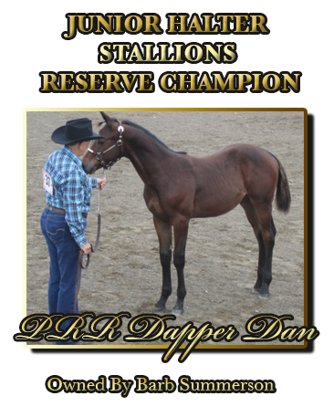 Junior Stallion Reserve Champion