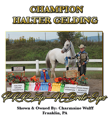 Gelding Halter Champion