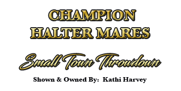 Gelding Halter Champion