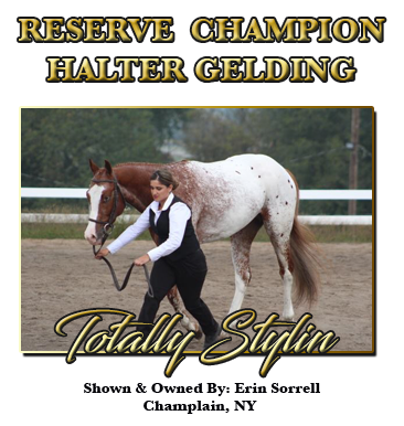 Gelding Halter Reserve Champion