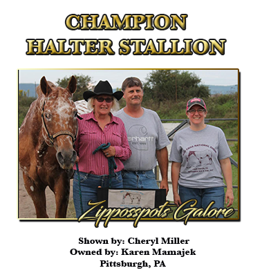 Stallion Halter Champion