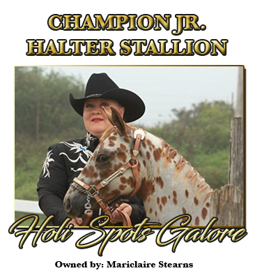 Junior Stallion Champion