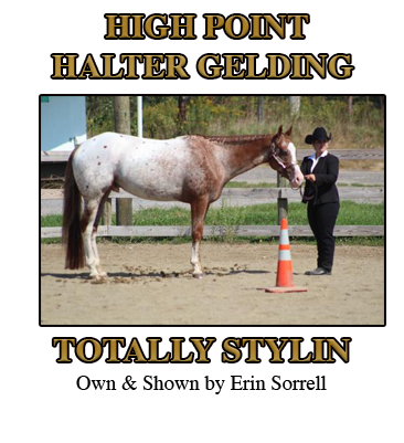 Gelding Halter Champion