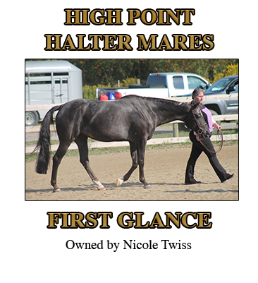 Gelding Halter Champion