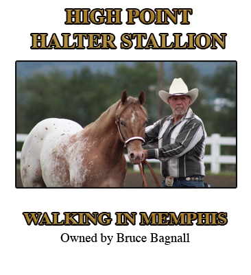 Stallion Halter Champion