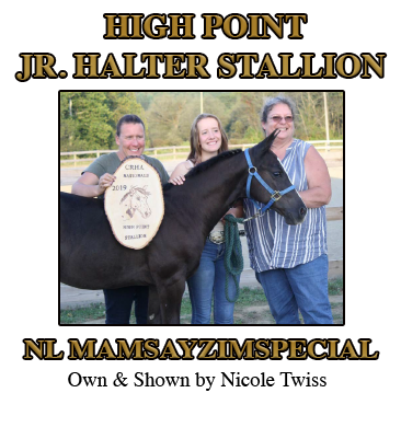 Junior Stallion Champion